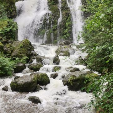 Au coeur de la Forêt de Saint-Antoine