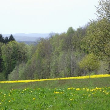 La Forêt Domaniale du Chérimont 